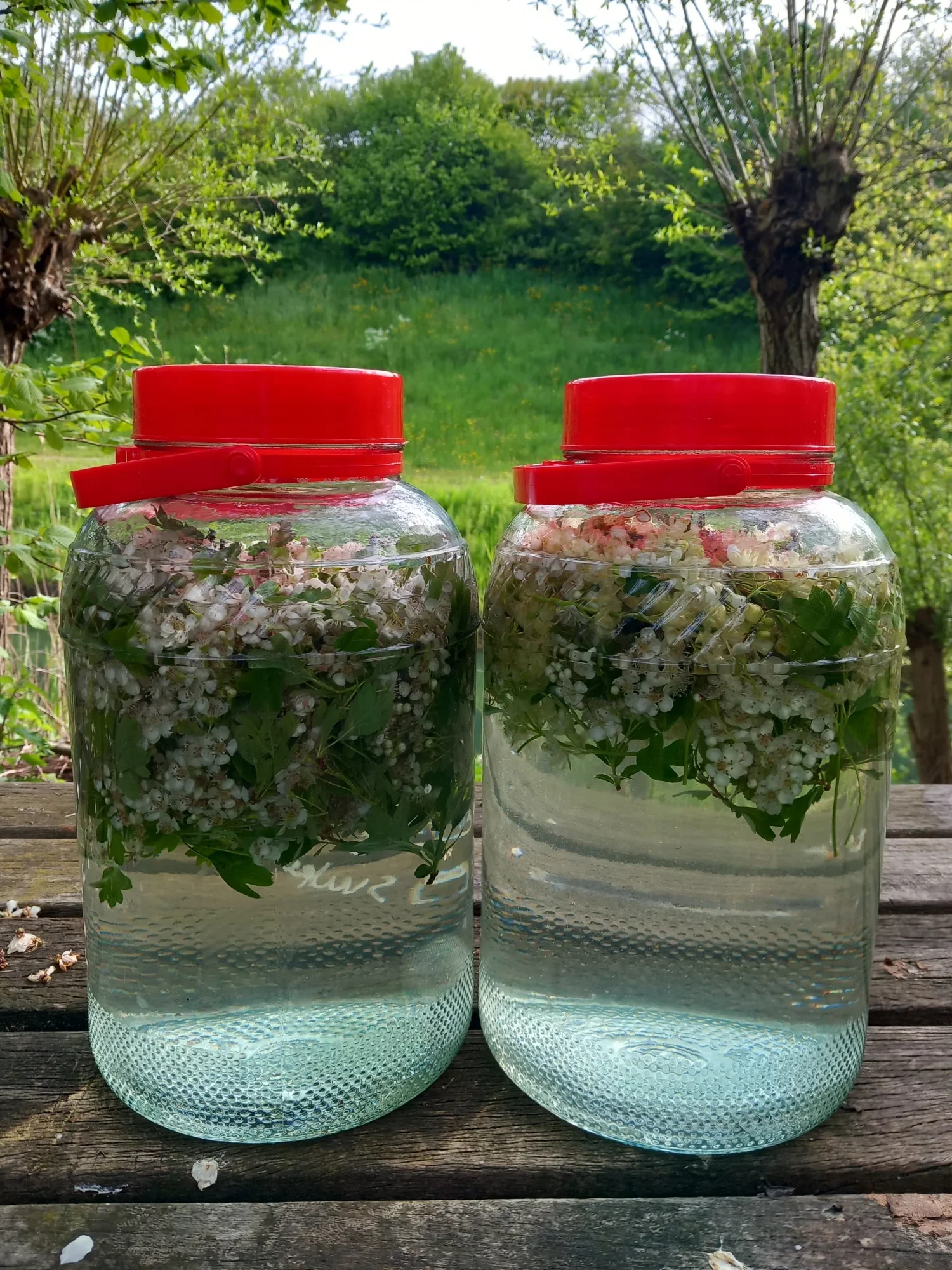 https://hetmoestuinhuis.nl/wp-content/uploads/2026/07/Soda-meidoorn-e1785229849379.webp